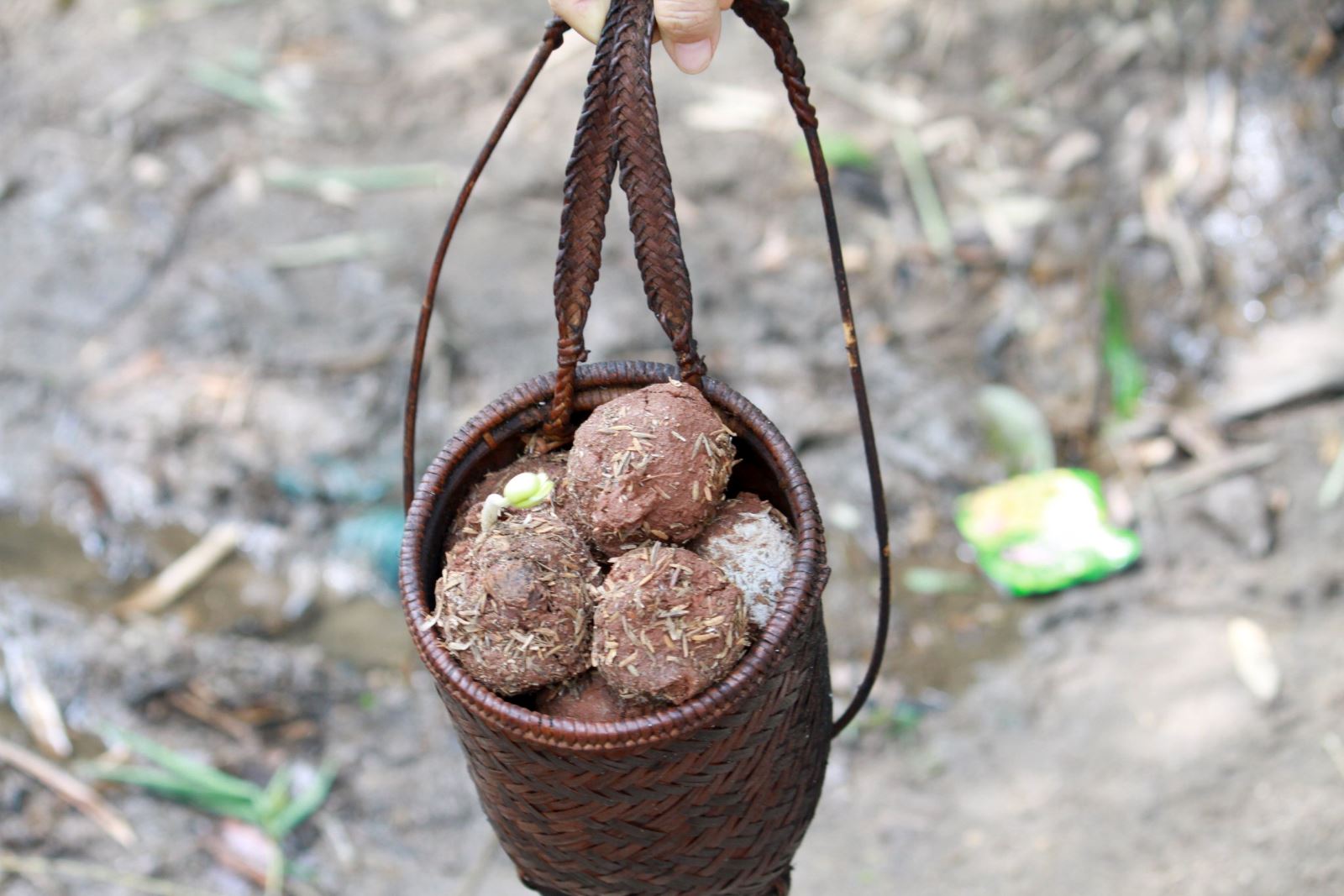 Bom hạt giống với 5 loại hạt giống được bọ trong lớp đất sét trộn với phân.